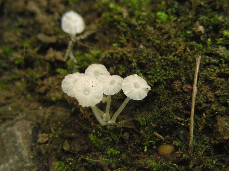 Sempre Marasmius